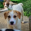 Riesenbaby Remus sucht Familie