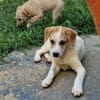 Riesenbaby Remus sucht Familie