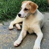 Riesenbaby Remus sucht Familie