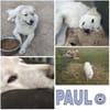 PAUL -ausgeglichener Maremmano Rüde