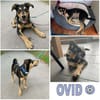 OVID -Rundum toller Jundhund-