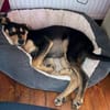 OVID -Rundum toller Jundhund-