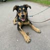 OVID -Rundum toller Jundhund-