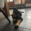 OVID -Rundum toller Jundhund-