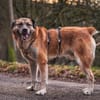 Sammi: Mischung aus Stärke und Sanftheit