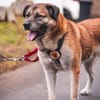 Sammi: Mischung aus Stärke und Sanftheit
