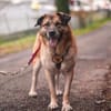 Sammi: Mischung aus Stärke und Sanftheit