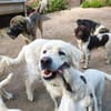 SAM -toller Maremmano Rüde-