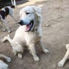 SAM -toller Maremmano Rüde-