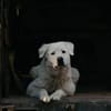 SAM -toller Maremmano Rüde-