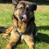 Marley sucht ein aktives Zuhause