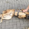 Marley sucht ein aktives Zuhause