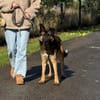 Marley sucht ein aktives Zuhause
