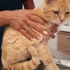 Mimoso Dankbarer Kater sucht  Zuhause