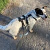 🐾 Valentina sucht ihr Zuhause 🐾