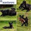 KNÖPPI -rundum tolles Hundekind-