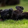 KNÖPPI -rundum tolles Hundekind-