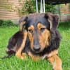 Spocky sucht sein Zuhause (I)