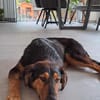 Spocky sucht sein Zuhause (I)