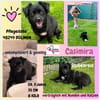 💖Casimira💖 sucht ein schönes Zuhause