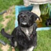 Dora sucht ihre Menschen💕🍀🐾