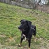 Dora sucht ihre Menschen💕🍀🐾