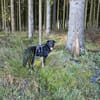 Dora sucht ihre Menschen💕🍀🐾
