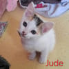 JUDE