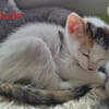 JUDE
