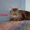 SIMBA