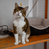 RIO (en cours d'adoption)