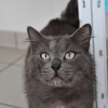 Ganesh ( En cours d'adoption )
