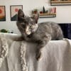 OPRAH À ADOPTER AVEC UN CHAT DÉJÀ PRÉSENT CHEZ VOUS