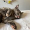 OPRAH À ADOPTER AVEC UN CHAT DÉJÀ PRÉSENT CHEZ VOUS