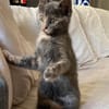 OPRAH À ADOPTER AVEC UN CHAT DÉJÀ PRÉSENT CHEZ VOUS