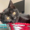 IZIPIZA À ADOPTER AVEC UN CHAT DÉJÀ PRÉSENT CHEZ VOUS