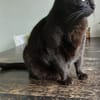 M. Chat