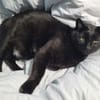 M. Chat
