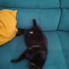M. Chat