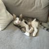 Flynn