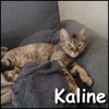 Kaline