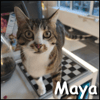 Maya