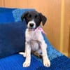 Bia sucht ihre Menschen