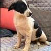 Bia sucht ihre Menschen