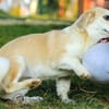 Pixie - fröhlich, freundlich & verspielt