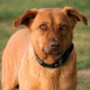 Millie - Augen, die in deine Seele blick