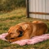 Millie - Augen, die in deine Seele blick