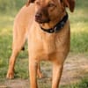 Millie - Augen, die in deine Seele blick