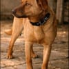Millie - Augen, die in deine Seele blick