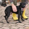Bonni - kinderlieb u. sehr verspielt